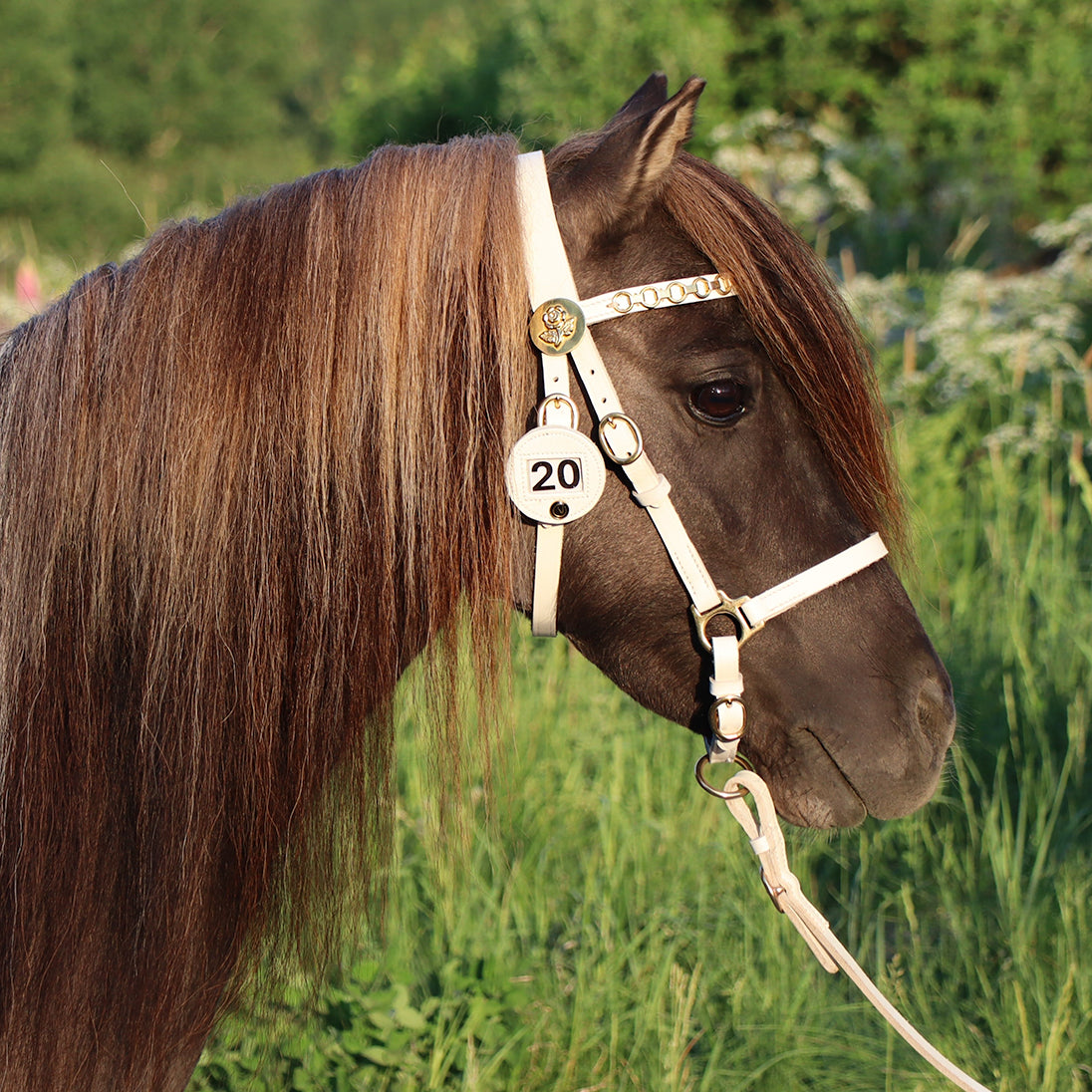 Show halter "Honey" white