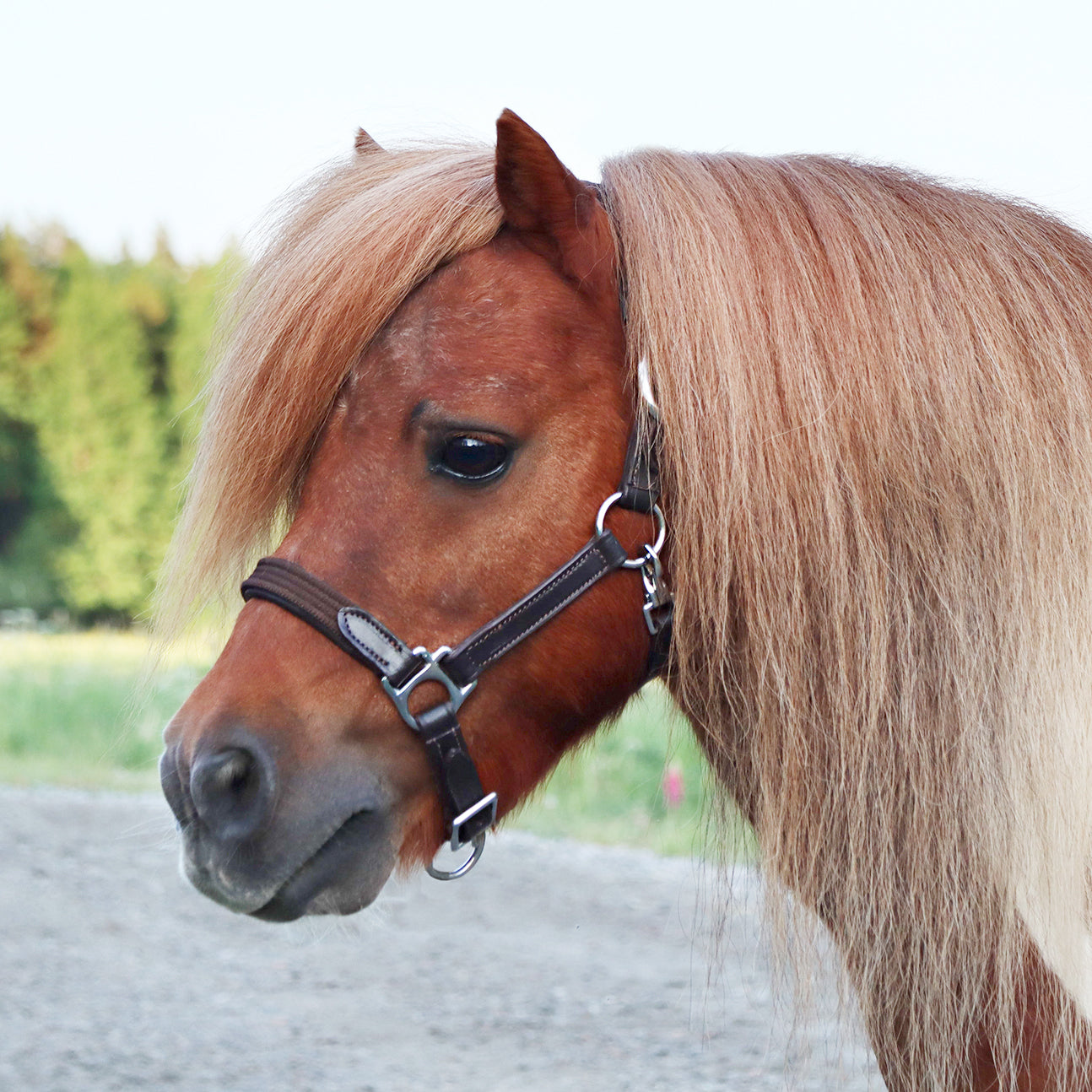 Leather/textile halter "Baloo" brown