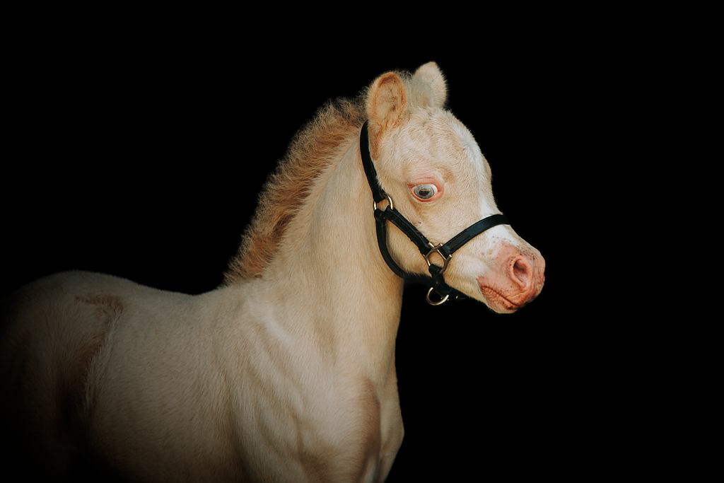 Foal halter "Jackpot" black