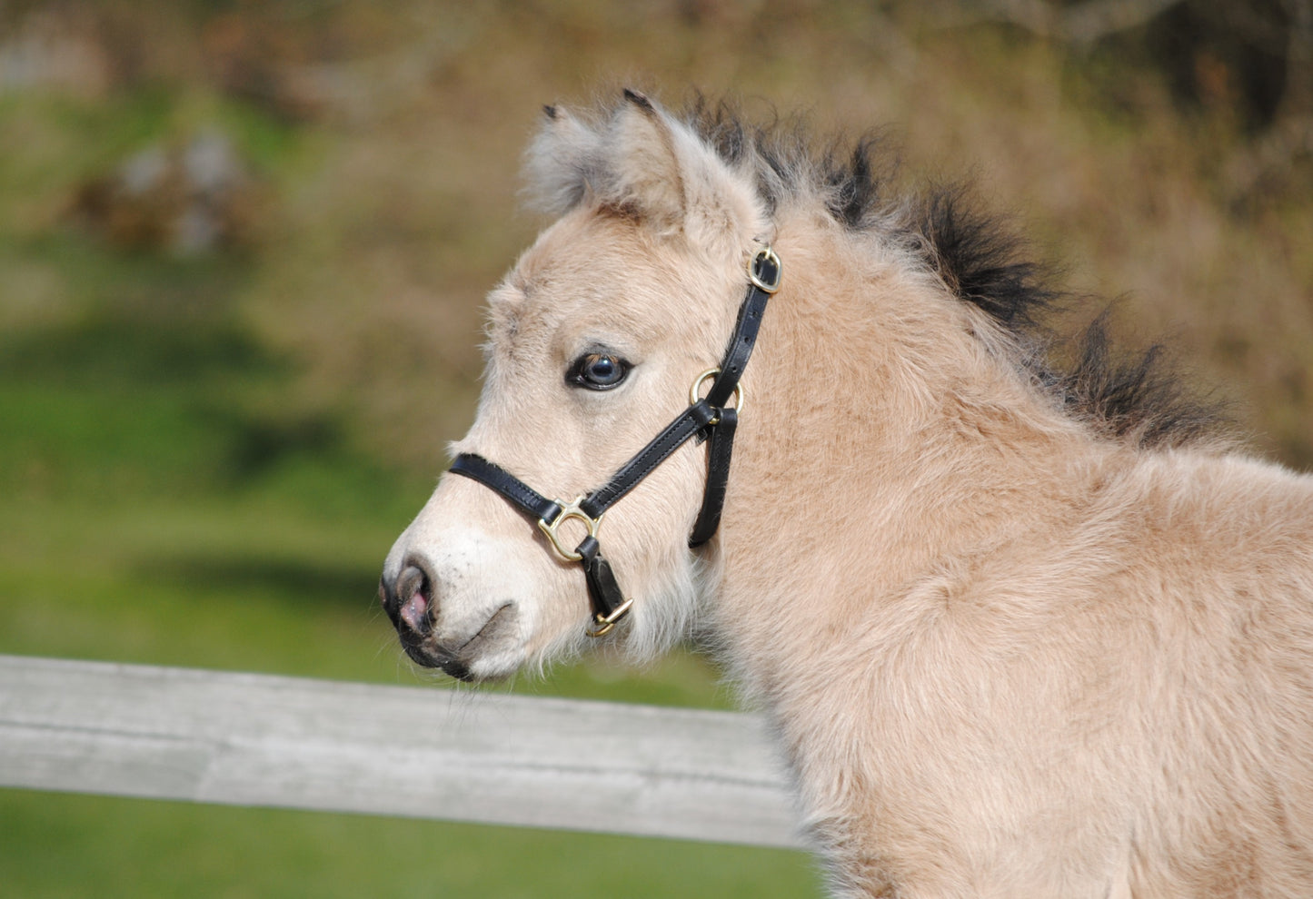 Foal halter "Jackpot" black