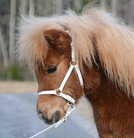 Foal halter "Jackpot" white