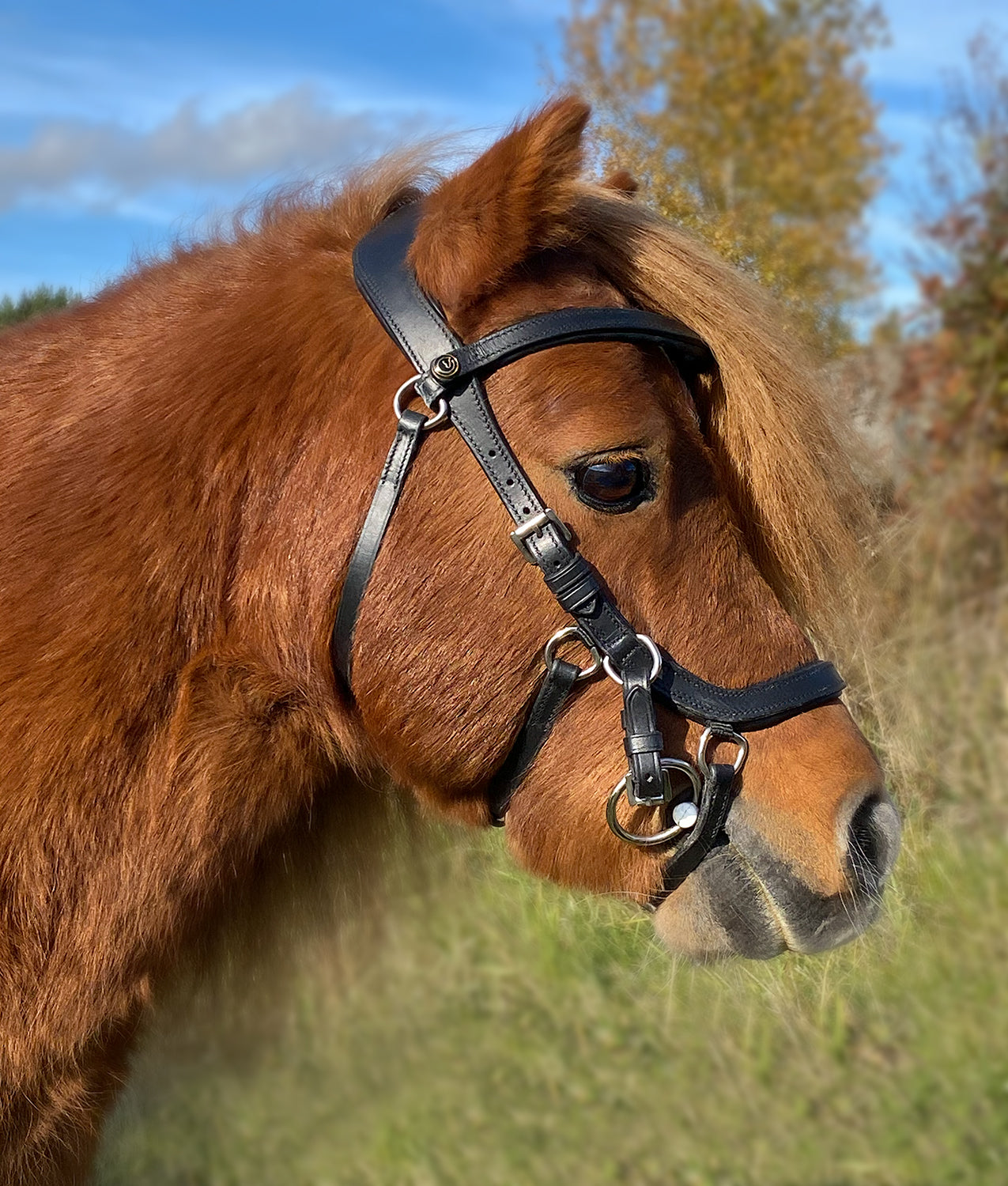 Träns "Dazie" svart