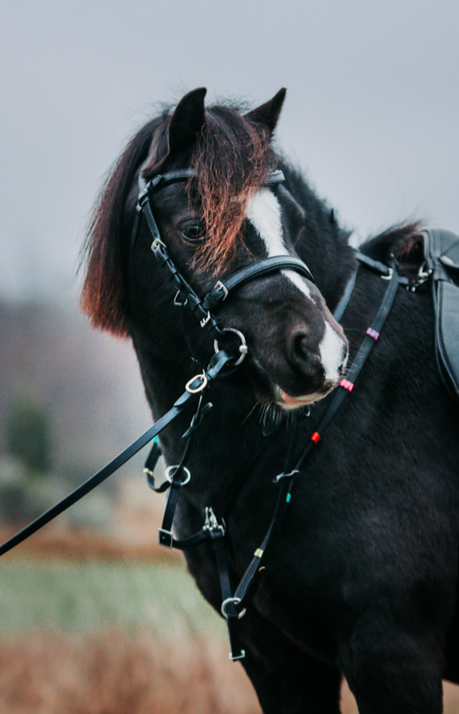 Bridle "Dixie" black