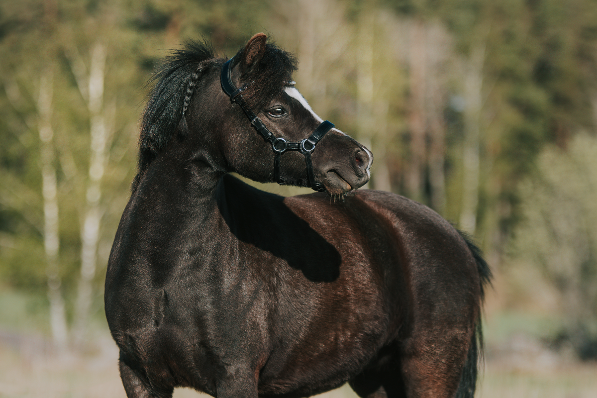 Bettlöst träns "Tess" svart