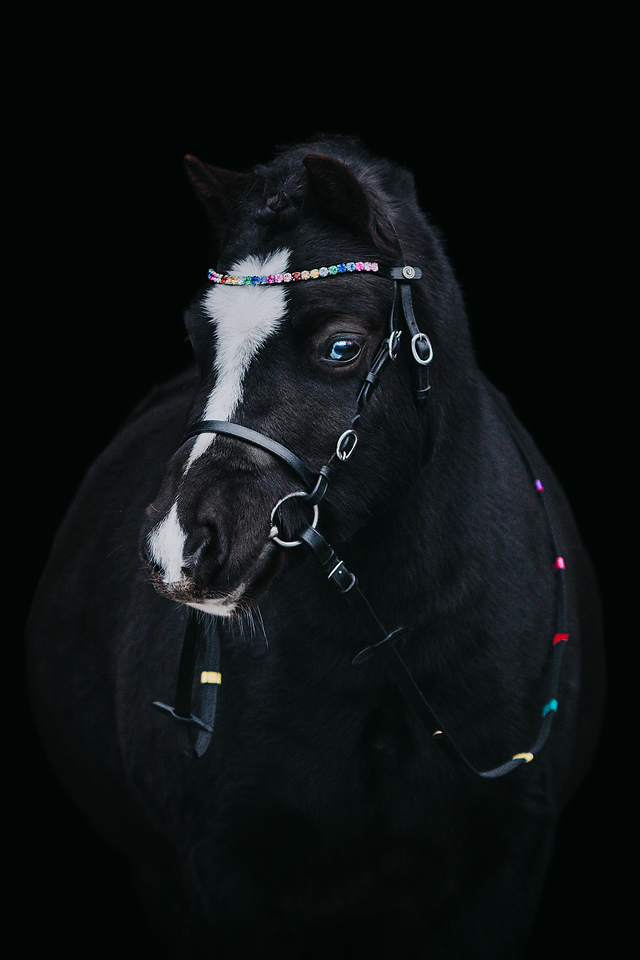 Browband "Rainbow Dazzle"